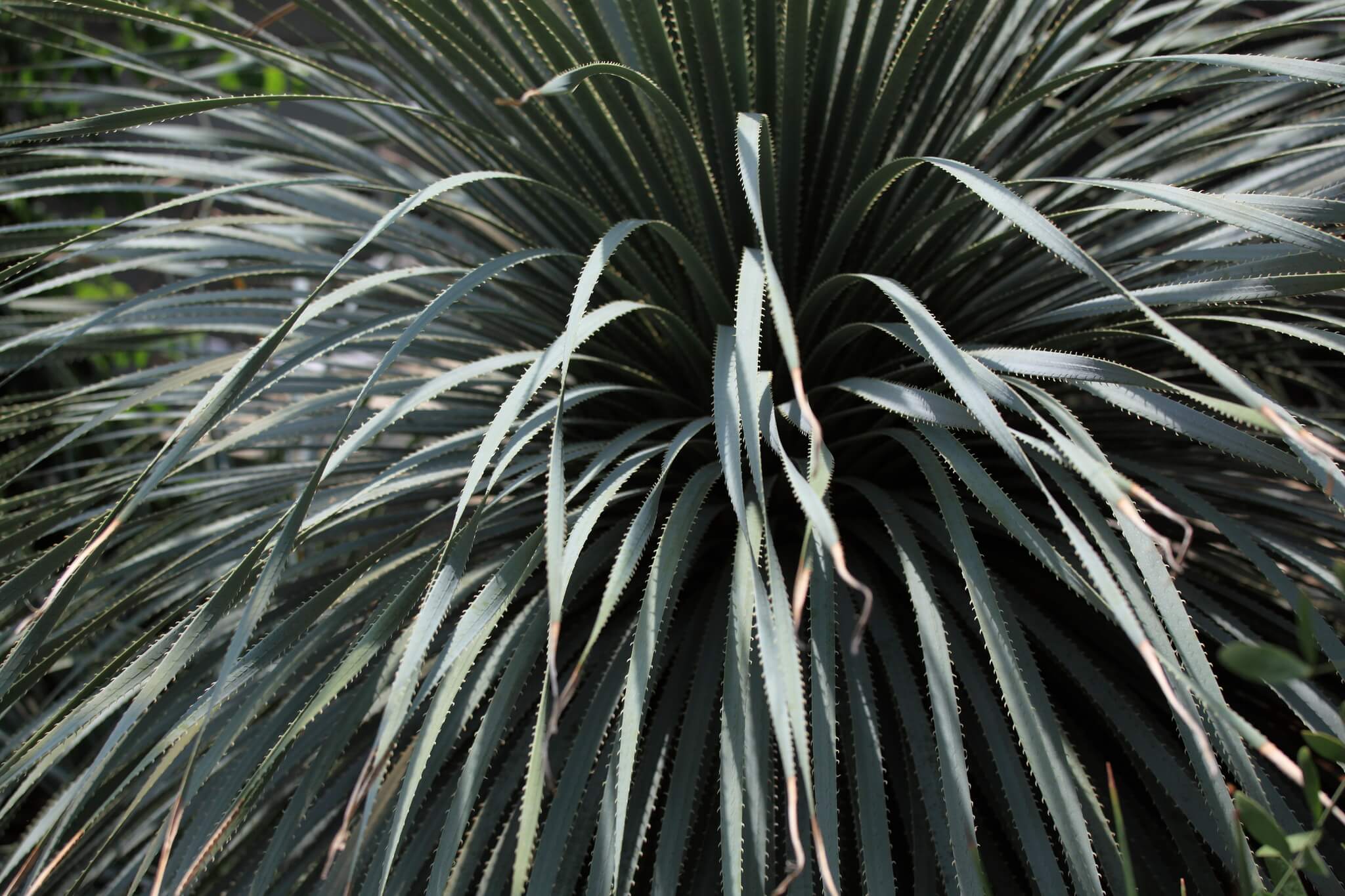 Dasylirion glaucophyllum